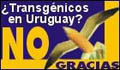 Transgnicos en Uruguay