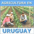 Agricultura en Uruguay